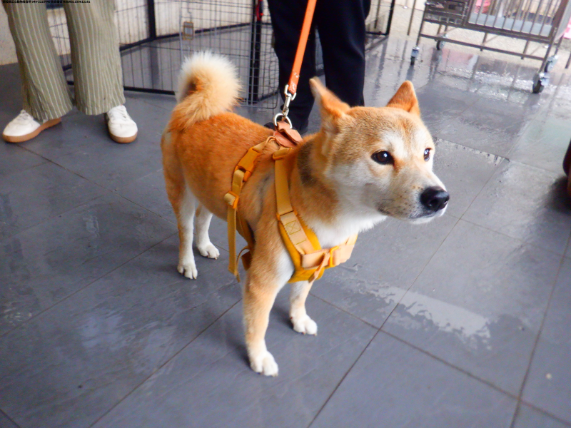 領養中型黃色公犬