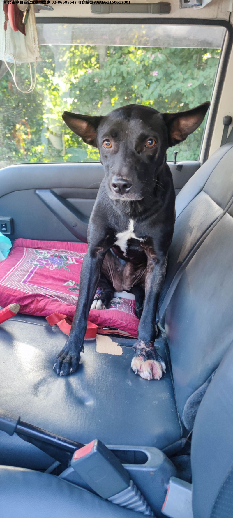 領養中型黑白色母犬