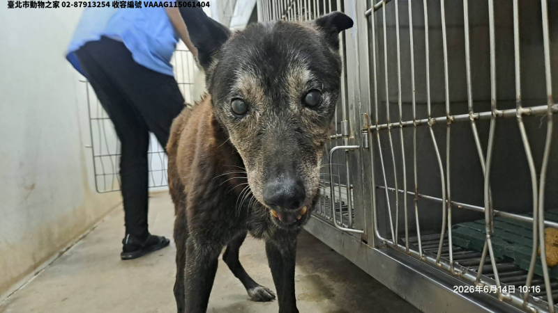 領養中型黑色母犬