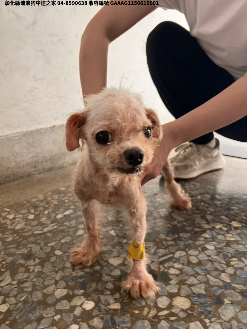 領養小型白色母犬