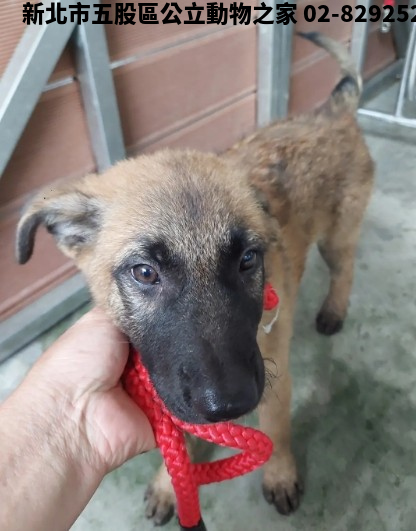 領養中型黑黃色公犬