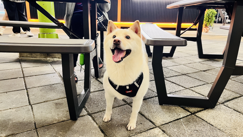 領養中型白色公犬