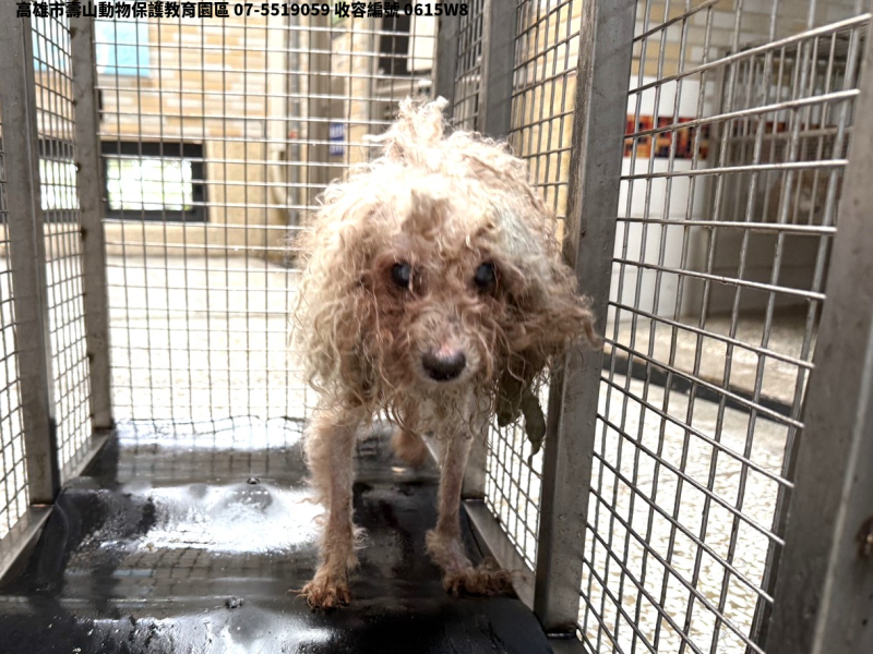 領養小型黃色公犬