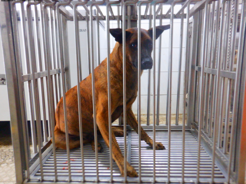 領養中型虎斑色公犬