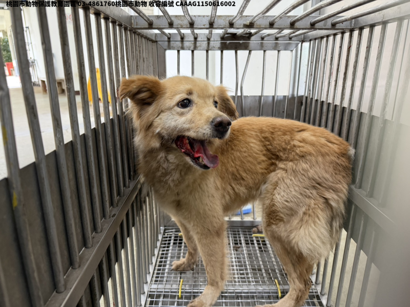 領養中型黃色母犬