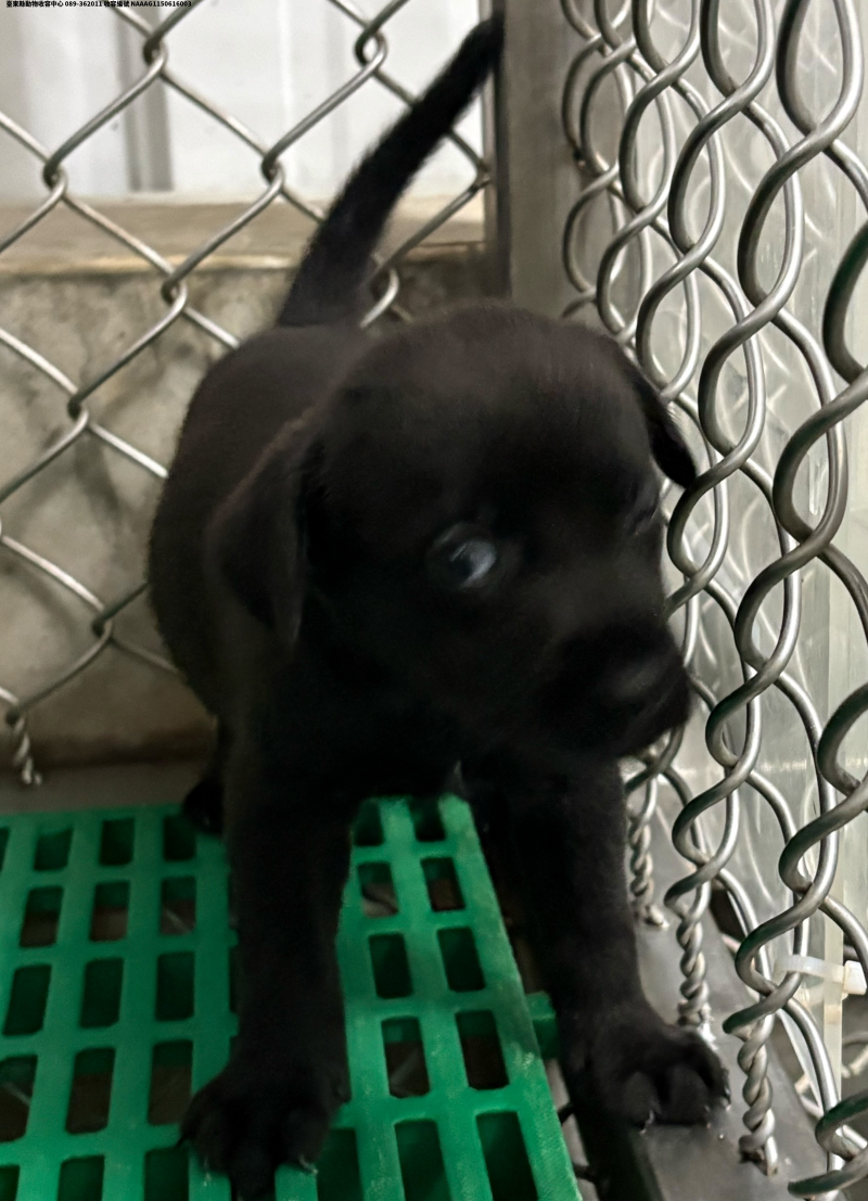 領養小型黑色母犬