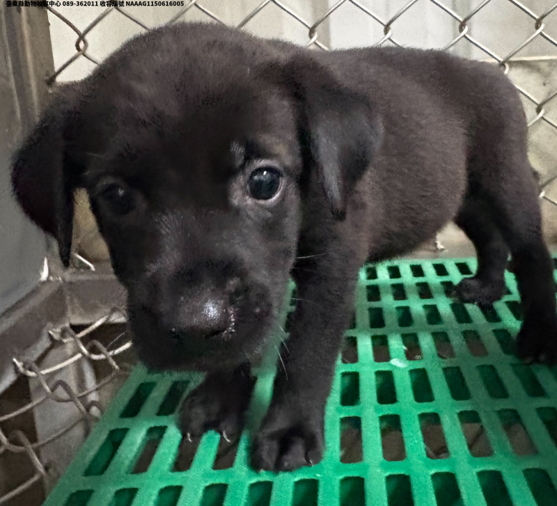 領養小型黑色母犬