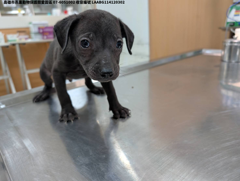 領養大型黑色公犬