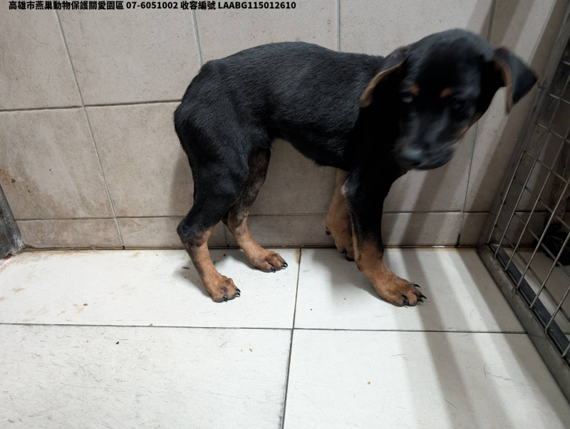 領養大型黑色公犬