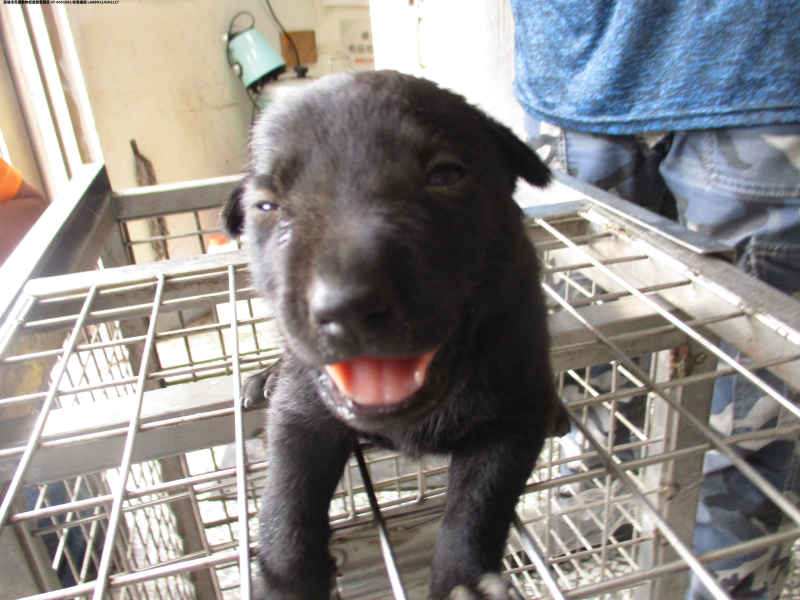 領養大型黑色公犬