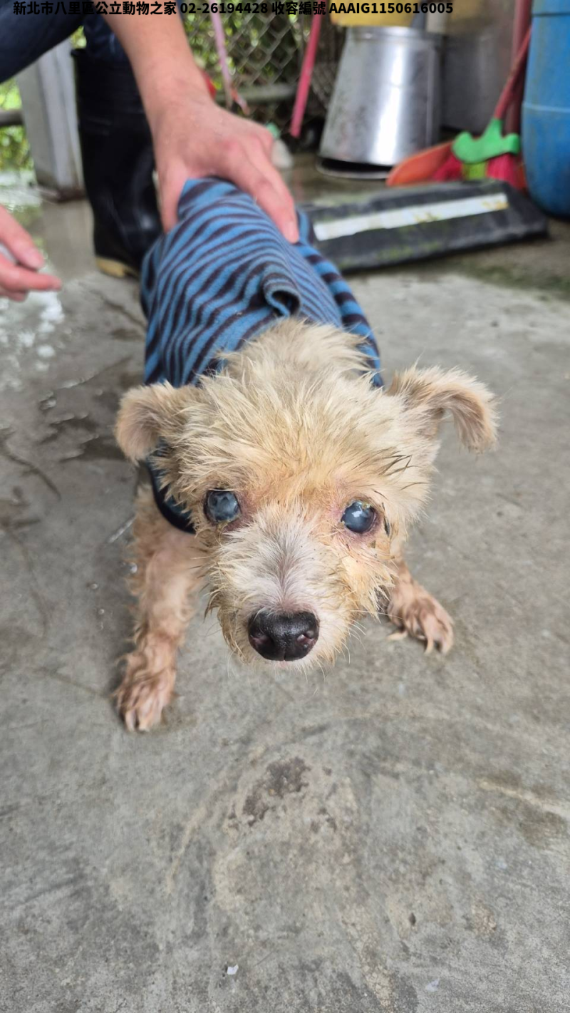 領養小型白色母犬