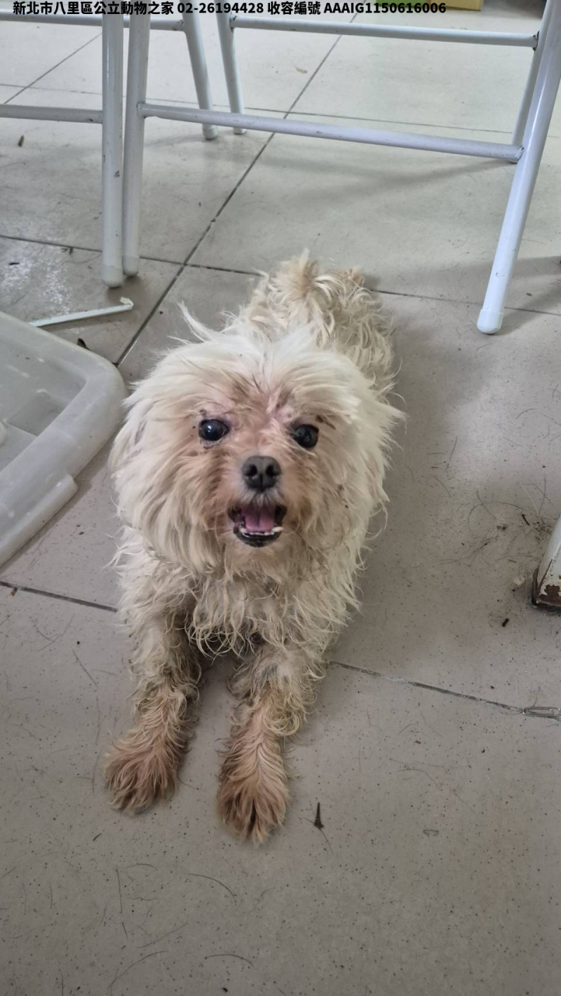 領養小型白色母犬