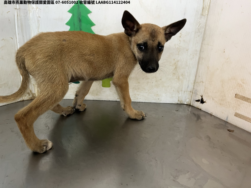 領養大型黃色公犬