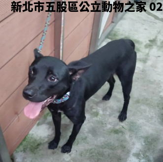 領養中型黑色公犬
