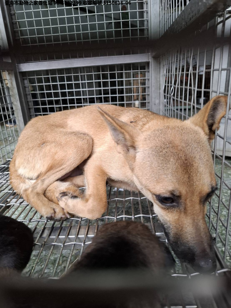 領養中型黃色母犬