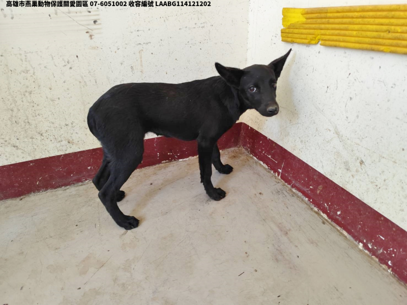 領養大型黑色母犬