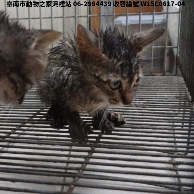 領養小型虎斑色母貓