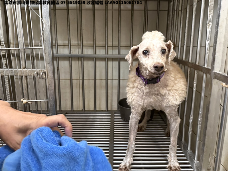 領養小型白色公犬