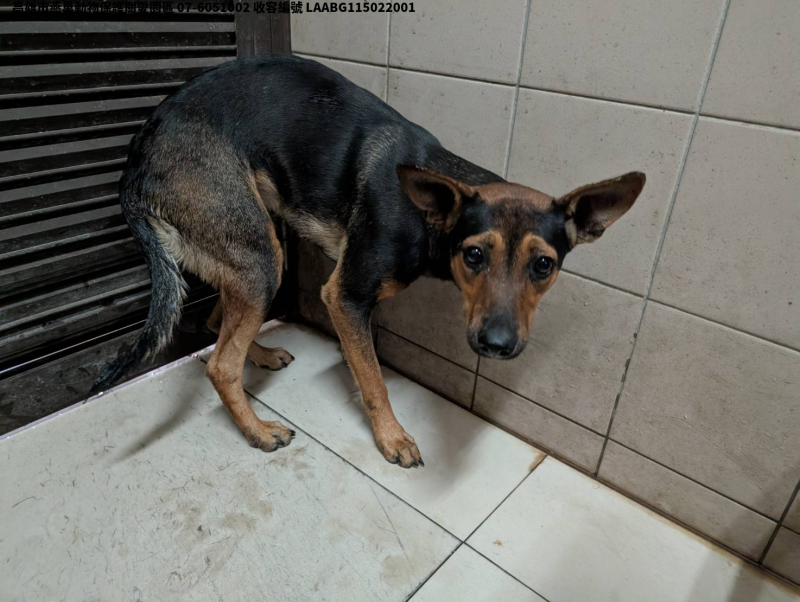 領養大型黑色母犬