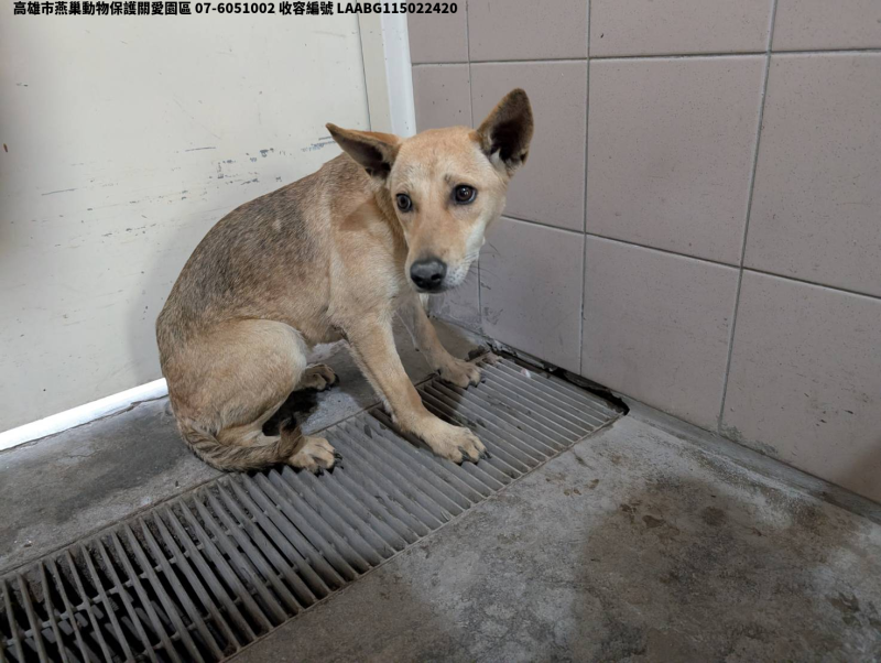 領養大型黃色母犬