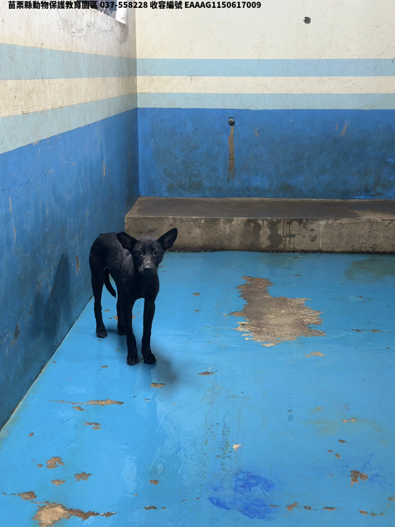 領養大型黑色母犬