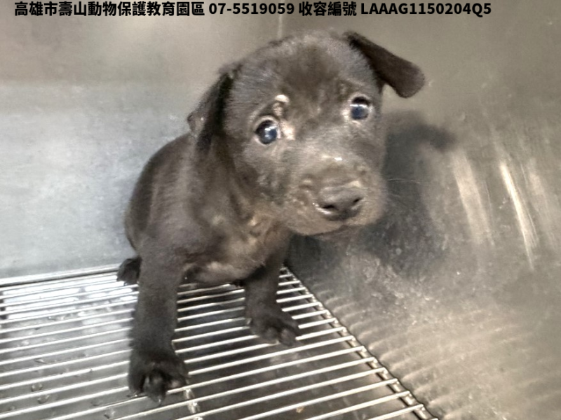領養小型黑色公犬