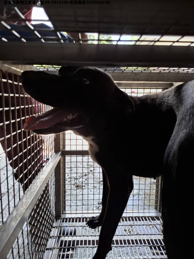 領養中型黑色母犬