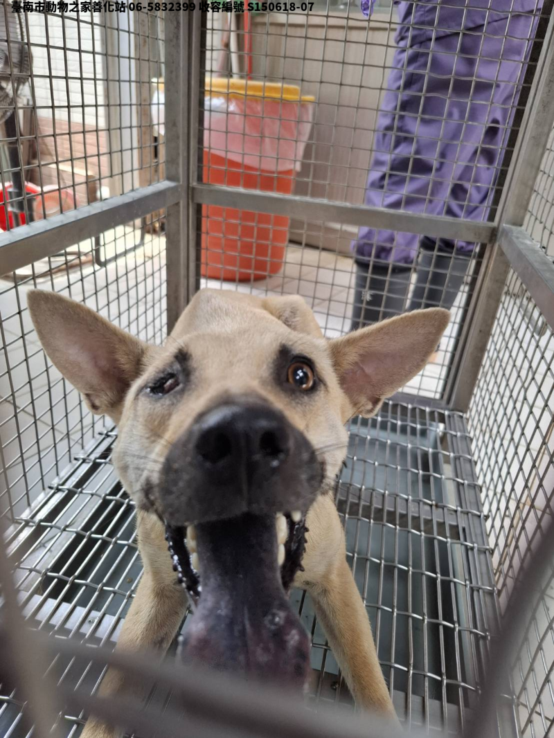 領養中型黃色母犬