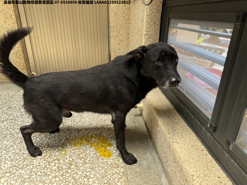 領養大型黑色公犬