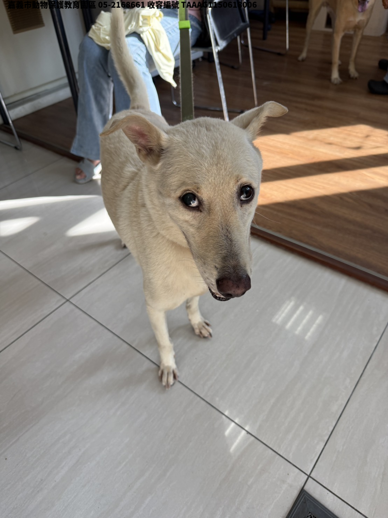 領養中型白色公犬