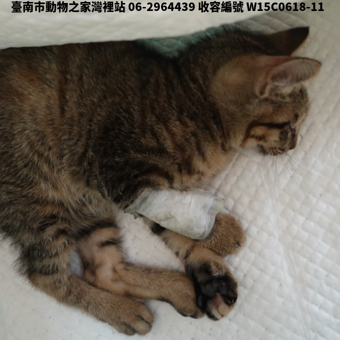 領養小型虎斑色母貓