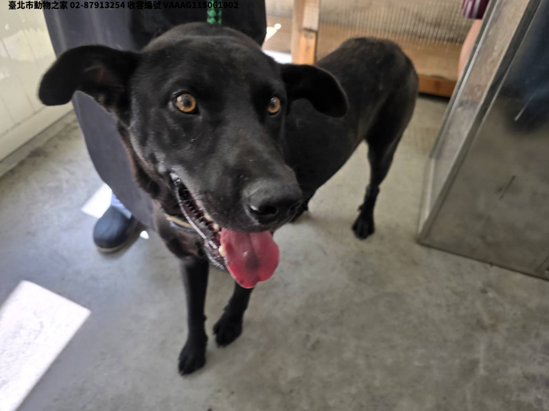 領養中型黑色公犬