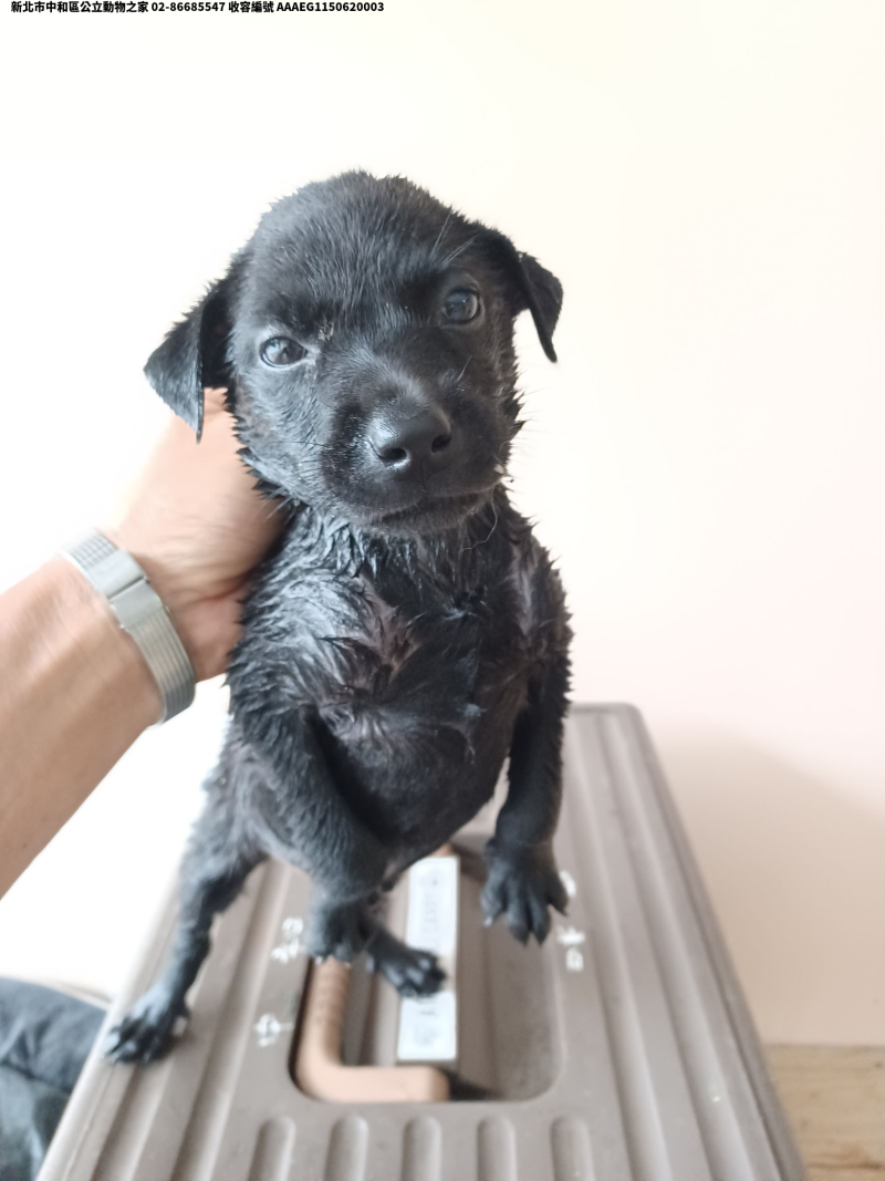 領養中型黑色母犬