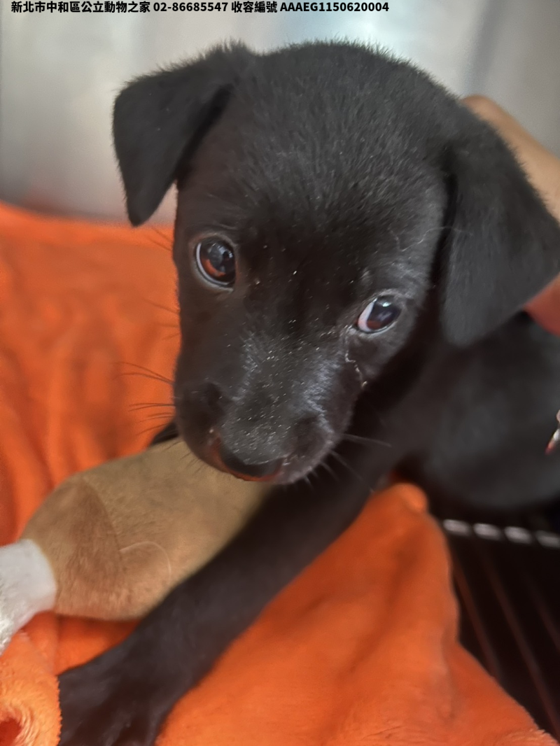 領養中型黑色母犬