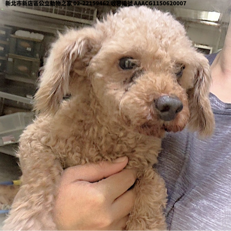 領養小型咖啡色公犬