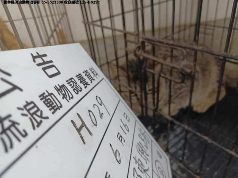 領養大型虎斑色公貓