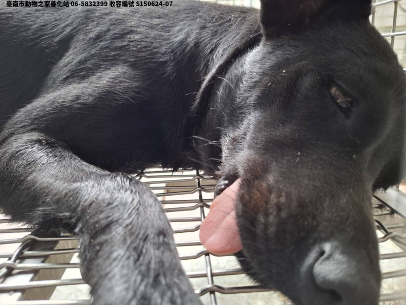 領養中型黑色母犬