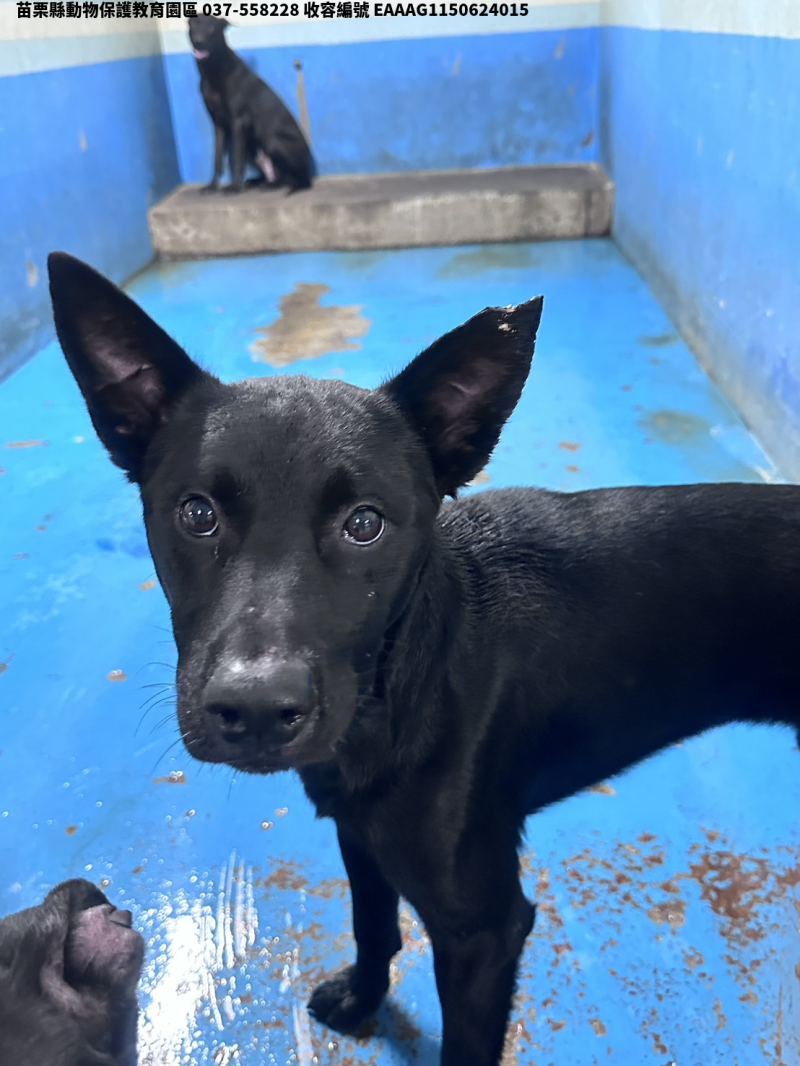 領養大型黑色公犬