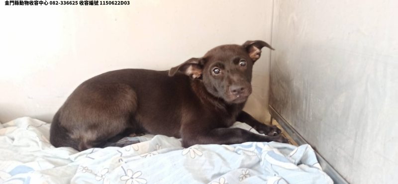 領養小型黑色母犬