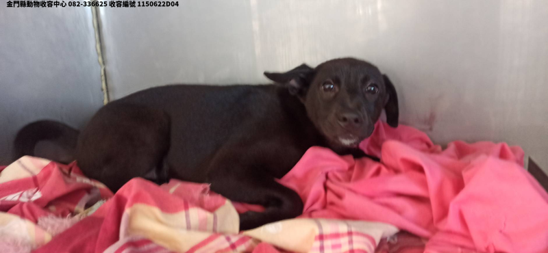 領養小型黑色母犬
