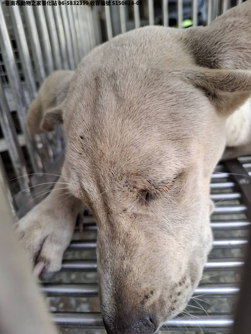 領養中型白色母犬