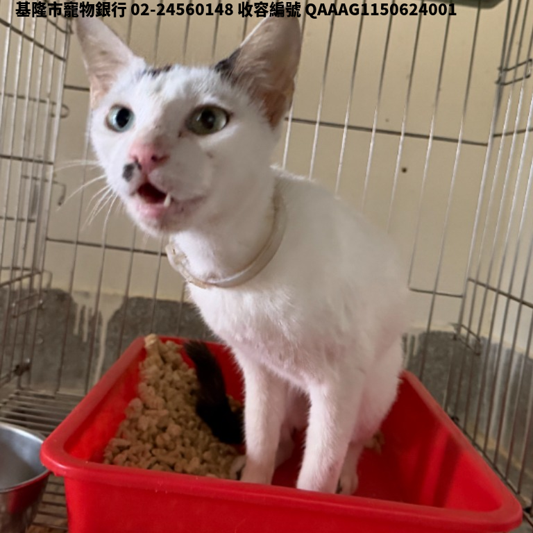 領養中型黑白色母貓