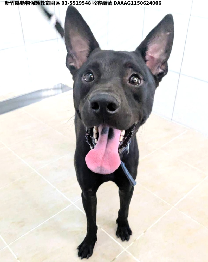 領養中型黑色公犬