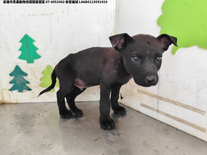 領養小型黑色公犬