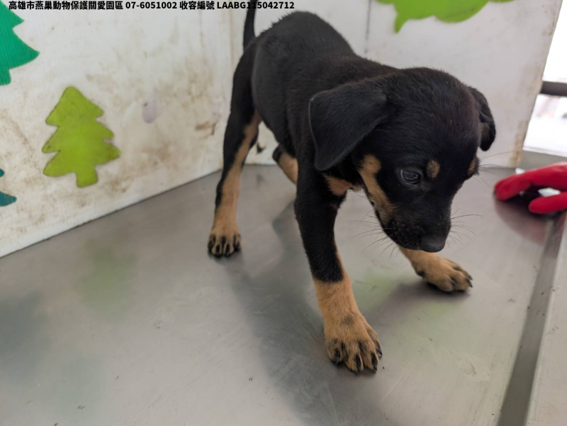 領養小型黑色母犬