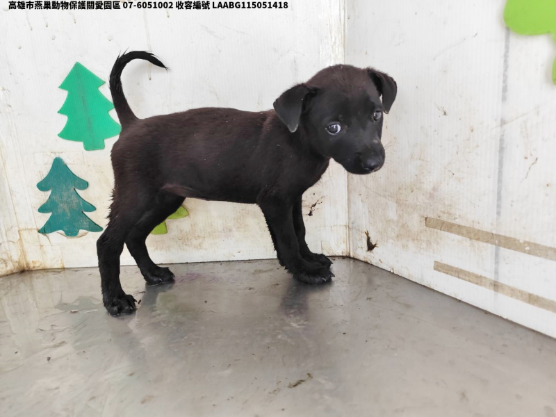 領養小型黑色母犬