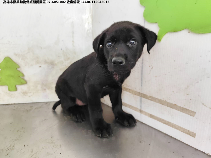 領養小型黑色母犬