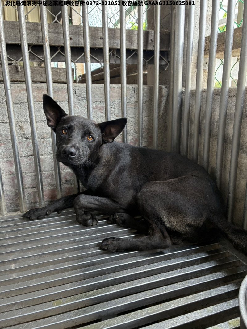 領養中型黑色公犬