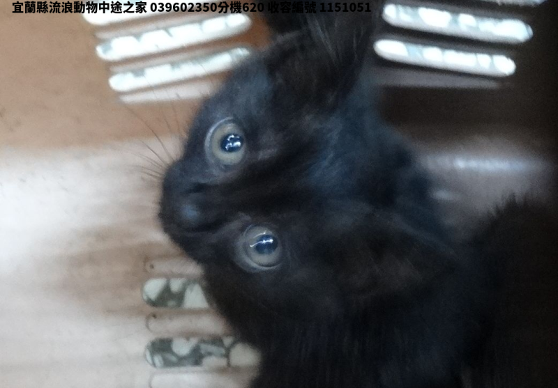 領養小型黑色公貓
