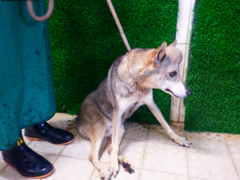 領養中型灰色公犬